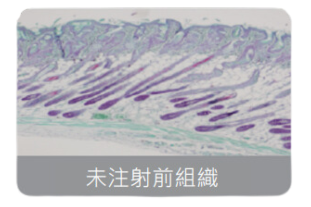 他牌比較